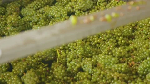 Grape in the boxes at the winery Stock Footage 169139365