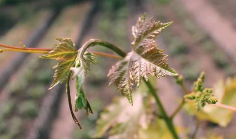 Grape branch closeup Stock-Fotos