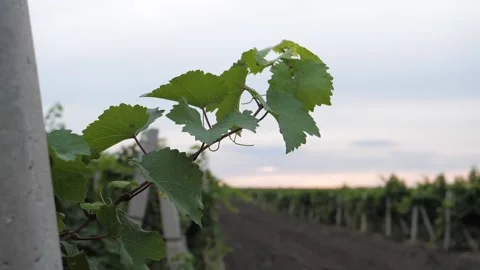 Grape branch Video stock 131239368