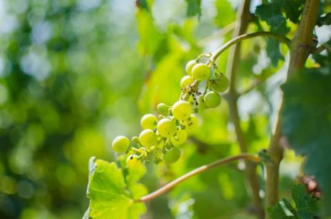 Grape branch Stock Photos