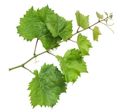 Grape branch Stock Photos