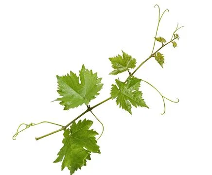 Grape branch Stock Photos