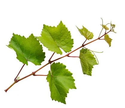 Grape branch Stock Photos