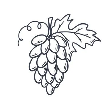 Grape branch with sheet hand engraved イラスト素材
