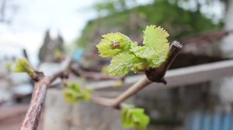 Grape branch. Spring sprouts. Stockbeeldmateriaal 49252197