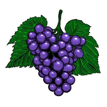 Grape branch on white background. Design element for poster, logo, label, sig Stock Illustration