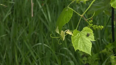 Grape branch with young leaf in spring. A fly on a grape leaf. Stock Footage 276651970