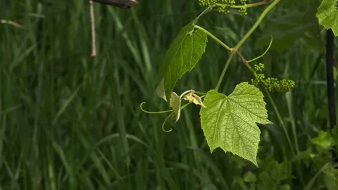Grape branch with young leaf in spring. Stock Footage 276652048