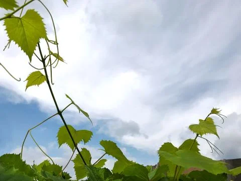 Grape branches against the sky. Stock Photos