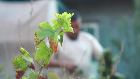 Grape branches are cut in autumn Stock Footage 254763057