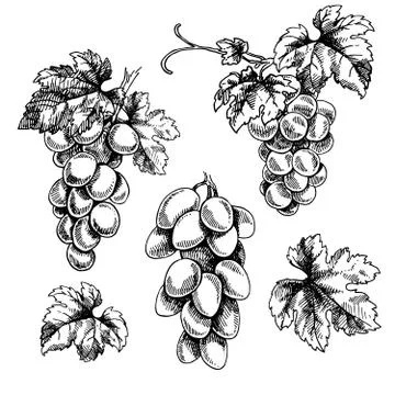 Grape branches. Isolated black bunch of grapes, grape leaves on white background 스톡 일러스트