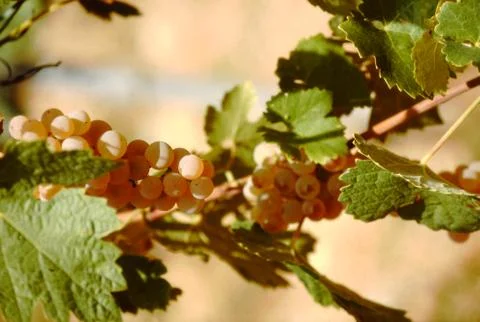 Grape branches Foto stock