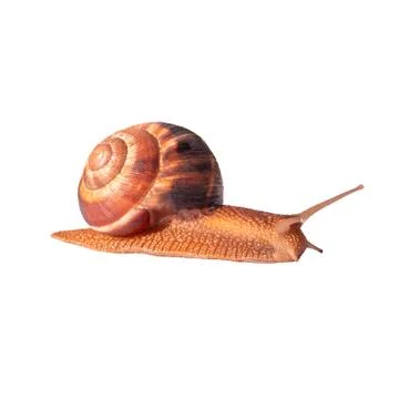 A grape brown snail with a large shell is crawling. Isolated image for print, Fotos Stock