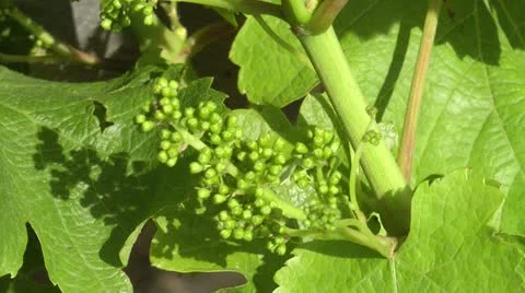 Grape buds Stock Footage 21094847