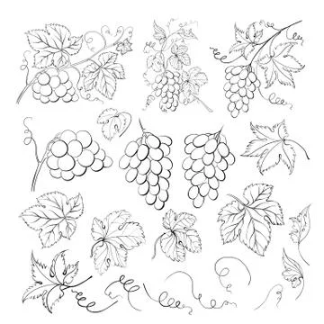 Grape bunch collection. Elements of grapes isolated on white background 库存插图
