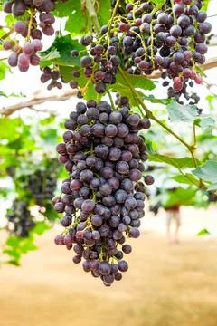 Grape bunch fruit in vineyard Stock Photos