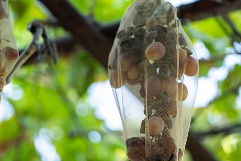Grape bunch protected by mesh bag against pests and wasps in vineyard Stock Photos