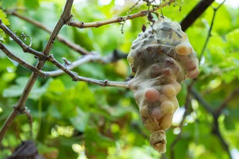 Grape bunch protected by mesh bag against pests and wasps in vineyard Stock Photos