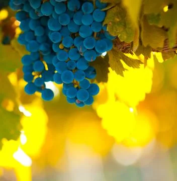 Grape bunch, very shallow focus Stock Photos
