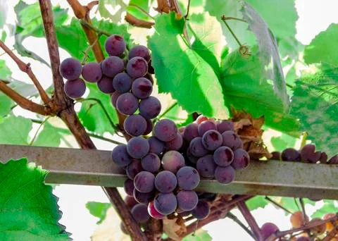 Grape bunch, very shallow focus beautiful summer Stock Photos