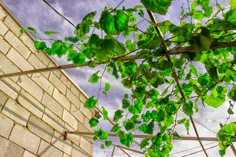 Grape bunch, very shallow focus beautiful summer Stock Photos