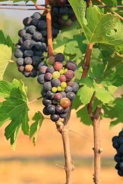 Grape bunch on the vine Stock Photos