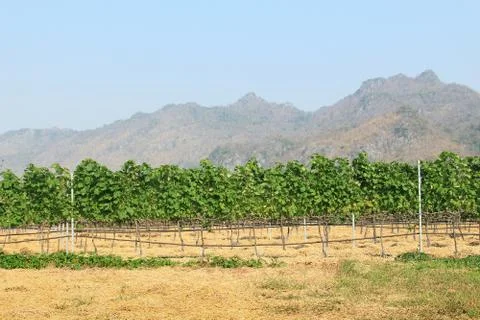 Grape bunch on the vine Foto stock