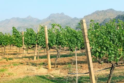 Grape bunch on the vine Stock Photos
