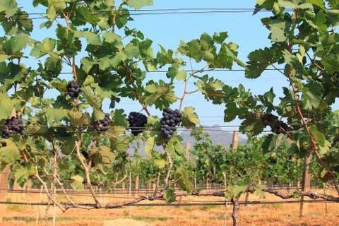 Grape bunch on the vine Stock Photos