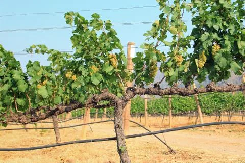 Grape bunch on the vine Stock Photos
