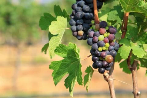 Grape bunch on the vine Foto stock