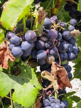 Grape Bunch on the Vine Stock Photos
