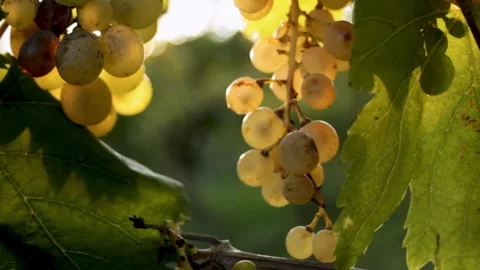 Grape bunches in the bright rays of the setting sun. The frame smoothly leads Stock Footage 315180079