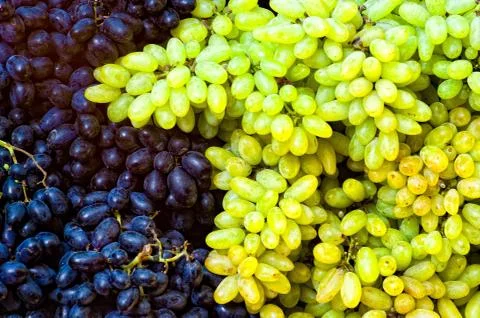 Grape bunches Stock Photos