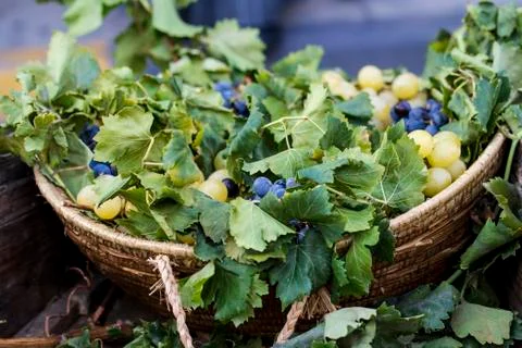 Grape bunches Stock Photos