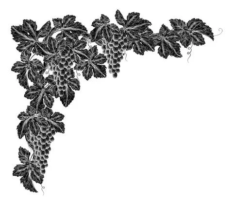 Grape Bunches On Vine Corner Border Design Element Stock Illustration