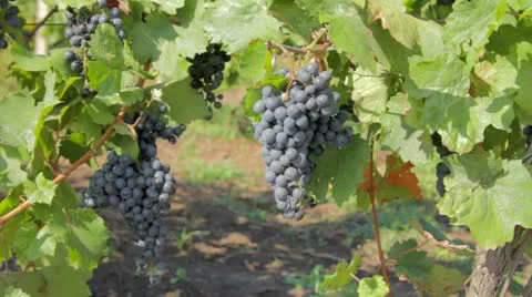Grape bunches in vineyard Stock Footage 24690944