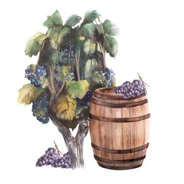 Grape bush with blue dark grapes, grapevine and a wooden wine barrel Watercolor Stock Illustration