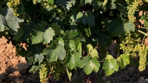 Grape bush Stock Footage 93166528