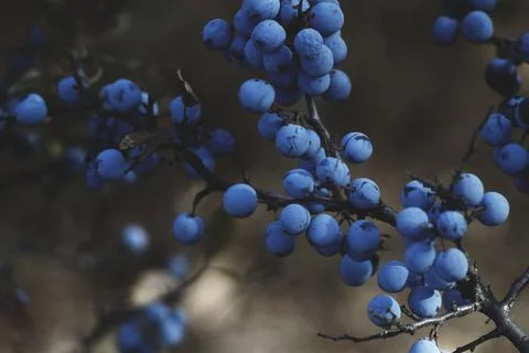 Grape bush Stock Photos