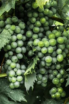 Grape bush Stock Photos