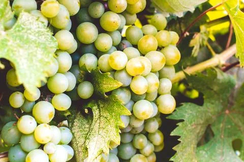 Grape bush Stock Photos