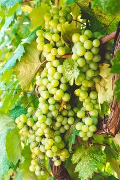 Grape bush Stock Photos