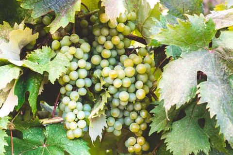 Grape bush Foto stock