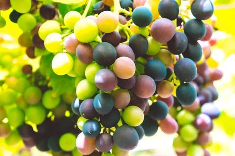Grape bush Stock Photos