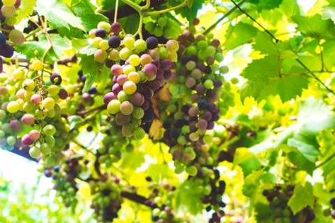 Grape bush Stock Photos