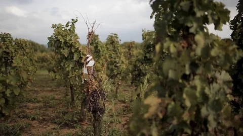 Grape bushes Stock Footage 97930584