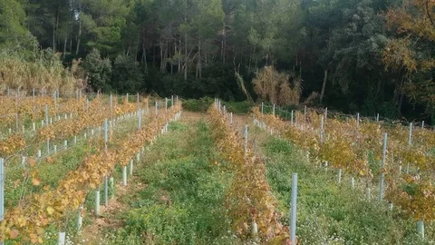 Grape bushes in a row next to the winery. Drone view after harvest in the fall Stock-Footage 113011673