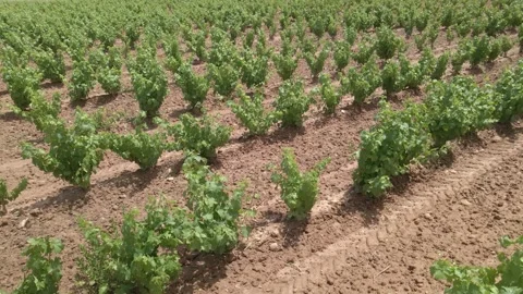 Grape bushes, top view. even beautiful rows of green vineyard bushes Video stock 284838937