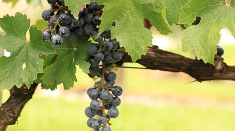 Grape Cabernet Sauvignon 스톡 동영상 37111910